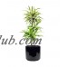 Gold Star Madagascar Dragon Tree - Dracaena - 6" Pot - Easy to Grow House Plant   